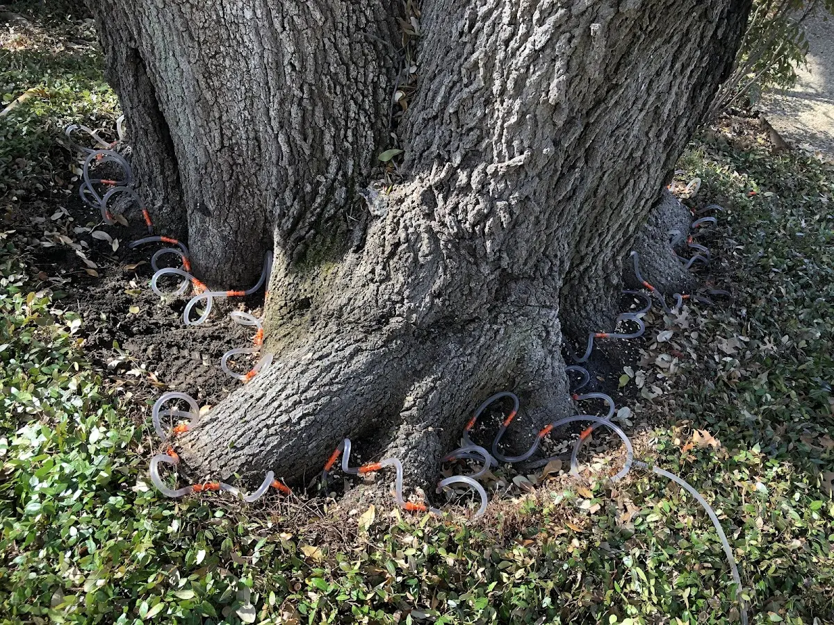 Detailed Tree Cabling and Bracing job site in Rescue