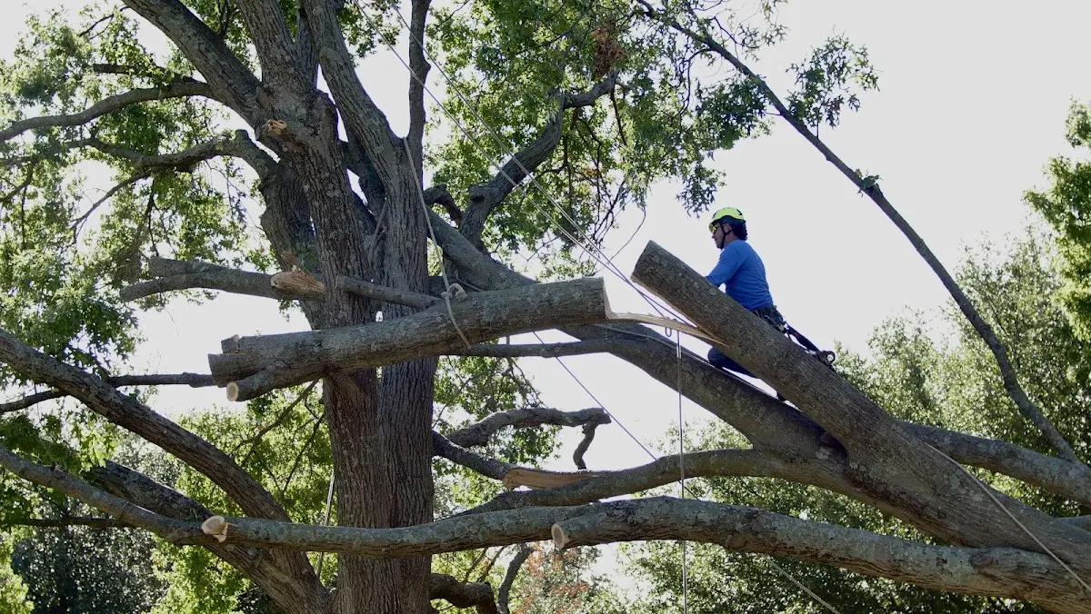 Professional Crown Thinning performed by certified arborists in Rescue