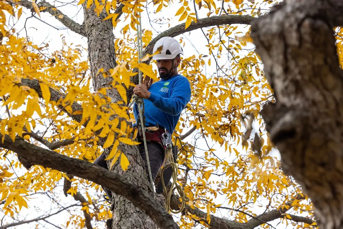 Skilled Tree Transplanting crew working in Rescue